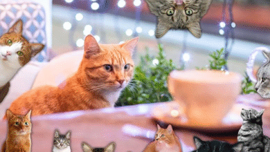 Cat cafe OKC