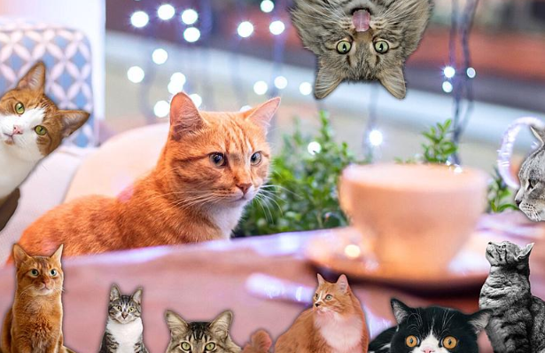 Cat cafe OKC