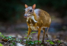 Animal Con N